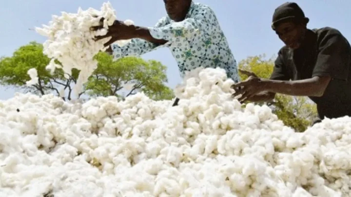 La production du coton