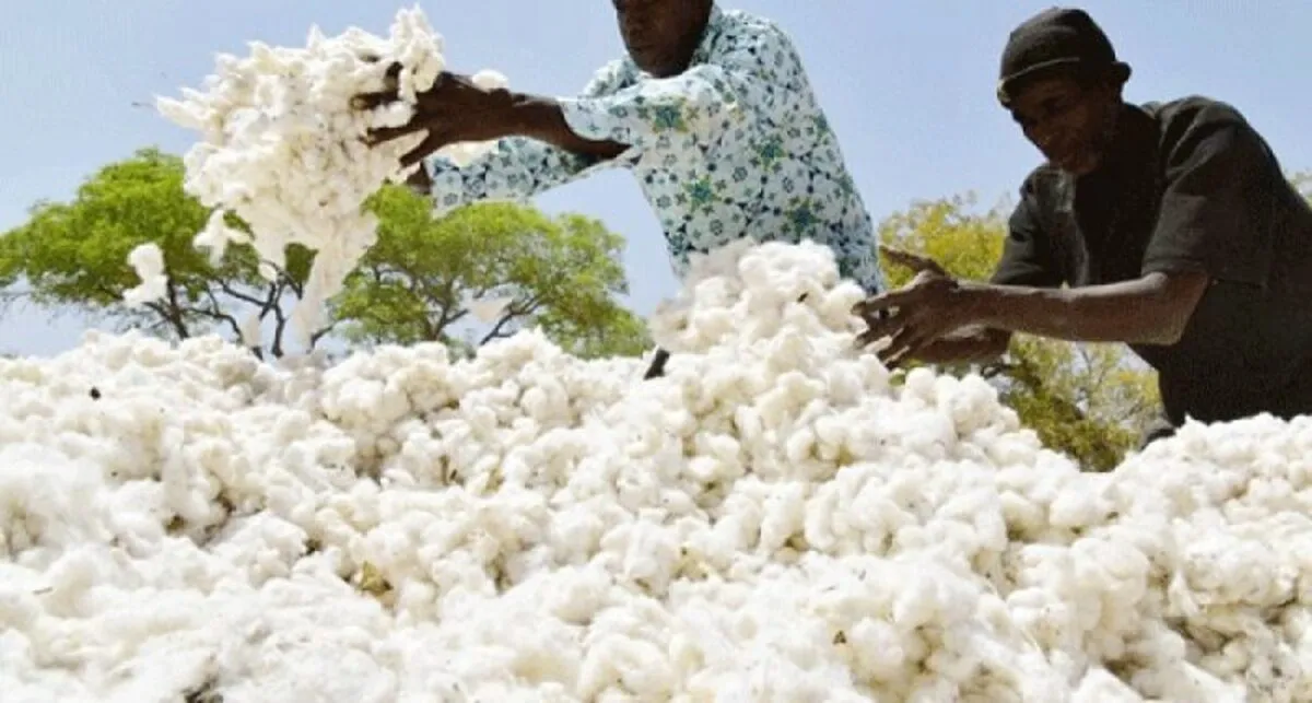 La production du coton
