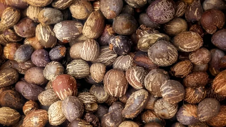 amandes de karité