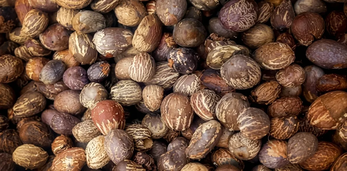amandes de karité