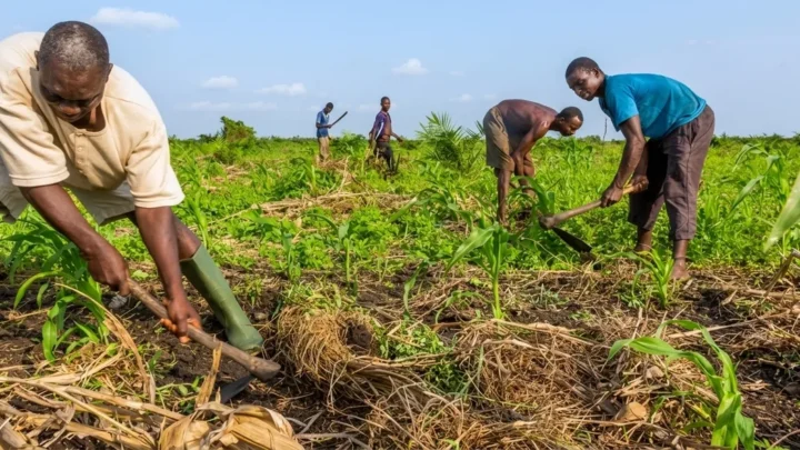 Programme de productivité agricole et de protection sociale des agriculteurs